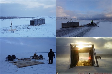 Rødrevfeller satt opp i Varanger